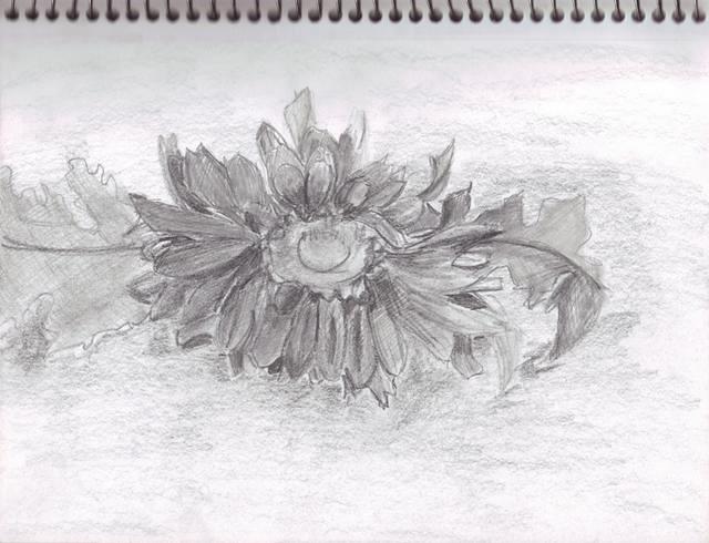 Anya's Art